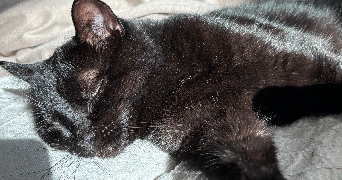 méline pet sitter à ST ALBAN D AY 07790_3