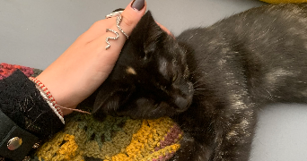 lisa pet sitter à TOURCOING 59200_3