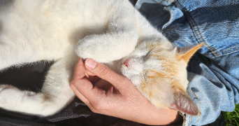 meg cat sitter à DIJON 21000_1