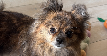 amandine pet sitter à COURDIMANCHE 95800_5