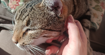 servane cat sitter à BORDEAUX 33000_1