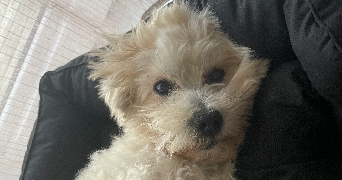 romain pet sitter à LIMOGES 87100_0