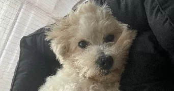 romain pet sitter à LIMOGES 87100