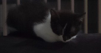 raphaella pet sitter à FREYMING MERLEBACH 57800_2