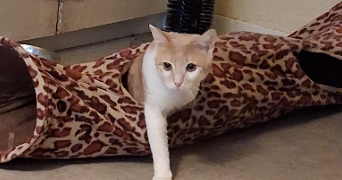 nadège pet sitter à METZ 57070_2