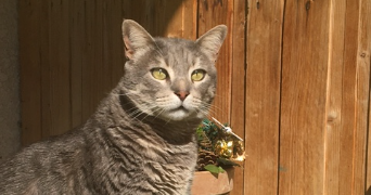 corinne pet sitter à MONTEUX 84170_5