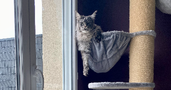 lana pet sitter à MORMANT 77720_6