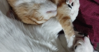 cassandre pet sitter à CLERMONT FERRAND 63100_7