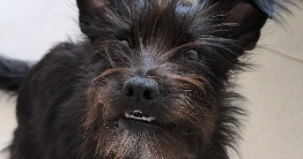 anaël pet sitter à GILETTE 06830_1