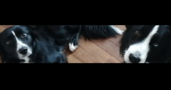 ilona pet sitter à LE BOURGNEUF LA FORET 53410_2