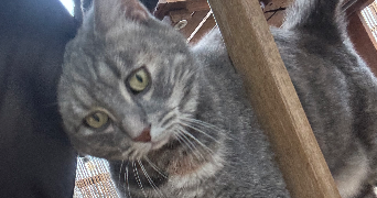 ruben pet sitter à CERGY 95000_7