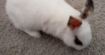 laura pet sitter à ENTZHEIM 67960_0