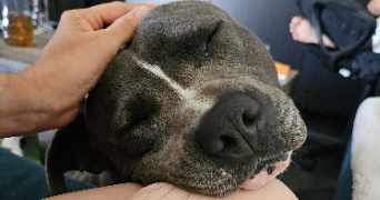 marie pet sitter à Chaingy 45380_7