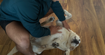 jane pet sitter à NIORT 79000_3