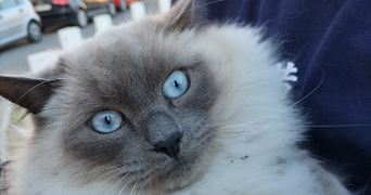 nawar pet sitter à TOULOUSE 31400_2