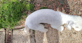 david pet sitter à MAGNY EN VEXIN 95420_8