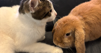 stanislas pet sitter à LE COTEAU 42120_8