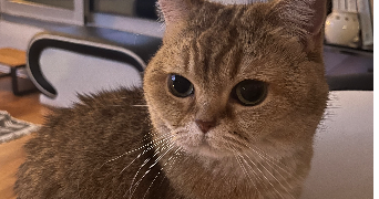 jia pet sitter à PUTEAUX 92800_0