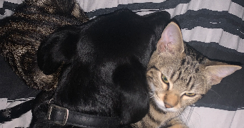 amandine pet sitter à NANGIS 77370_2