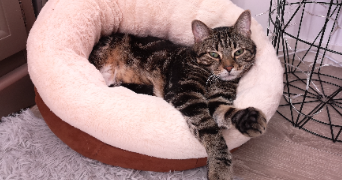 lisa pet sitter à ARMENTIERES 59280_3