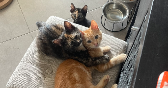 zoé pet sitter à CASTELNAU LE LEZ 34170_8