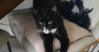laurence pet sitter à PARIS 20 75020_5