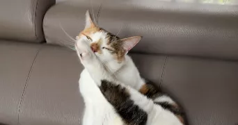 maela pet sitter à LES ESSARTS LE ROI 78690