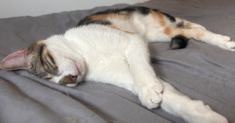 kelly pet sitter à LAIZE 71870_7