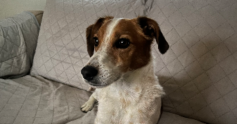 léna pet sitter à Chaumont 52000_1