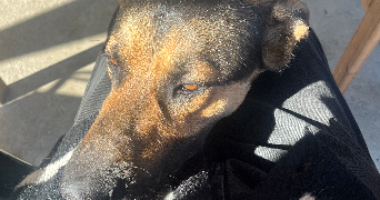 julia pet sitter à LYON 03 69003_2