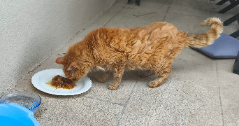 thomas pet sitter à LA FARE LES OLIVIERS 13580_6