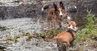 marie pet sitter à CONQUES SUR ORBIEL 11600_8