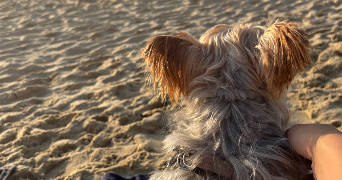 lucile pet sitter à CANEJAN 33610_4