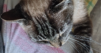 chrysoula pet sitter à BREST 29200_5