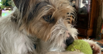 chloé pet sitter à ROUEN 76100_4