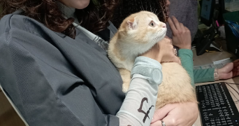 jade pet sitter à MAISONS ALFORT 94700_3