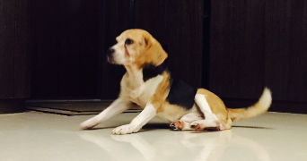 jo pet sitter à Bordeaux 33800_3