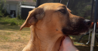 shanna pet sitter à ACHERES 78260_2