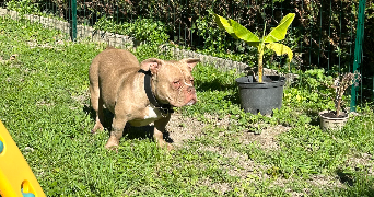 lory pet sitter à PITHIVIERS 45300_1