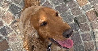 justine pet sitter à VILLEQUIER AUMONT 02300_2