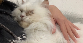 ambre pet sitter à STE MARIE LA BLANCHE 21200_2