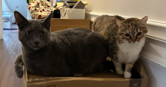 emma cat sitter à IVRY SUR SEINE 94200_6