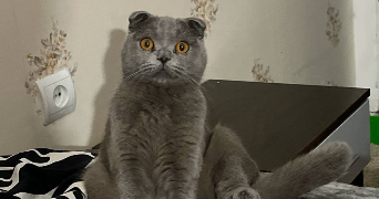hediyeh pet sitter à ROUBAIX 59100_1