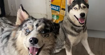 manon dog sitter à BOURG BEAUDOUIN 27380