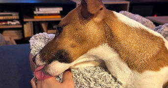 noémie pet sitter à BON ENCONTRE 47240_6