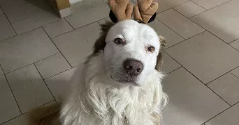 robin pet sitter à BORDEAUX 33000