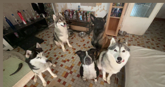 camille pet sitter à ALENCON 61000_4