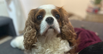 alison pet sitter à Mareil le Guyon 78490_4