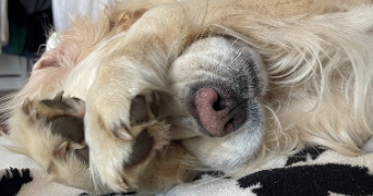 Justine pet sitter à Lyon 69009_5