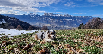 alexandre pet sitter à VILLARD BONNOT 38190_3